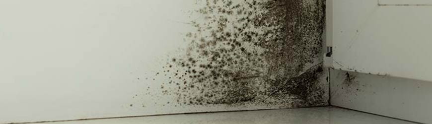 Black mold colonies and dark spores growing on white wall corner