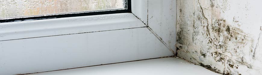 Black mold in the corner of a window wall
