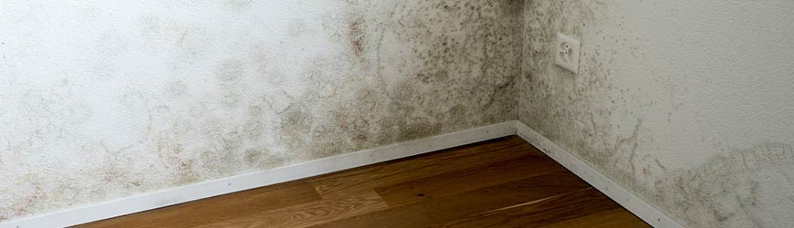 Black mold in the corner of the wall