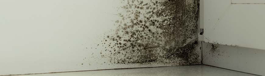 Black mold on wall