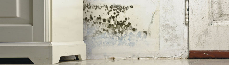 Severely mold affected wall