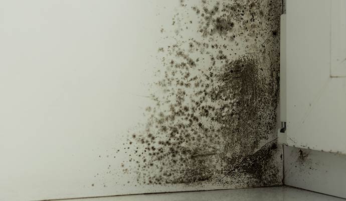 Black mold colonies and dark spores growing on white wall corner