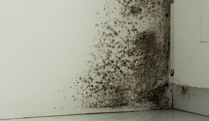 Black mold on the wall