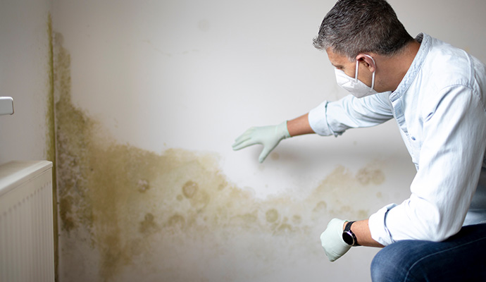 An expert inspecting mold growth on an interior wall.