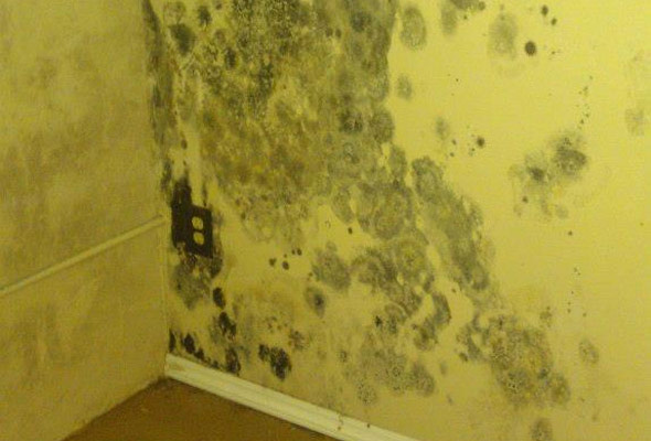 Mold Testing Inspections