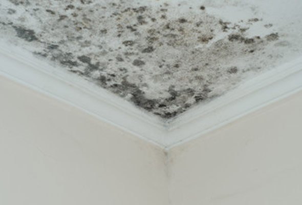 Mold Red Flags