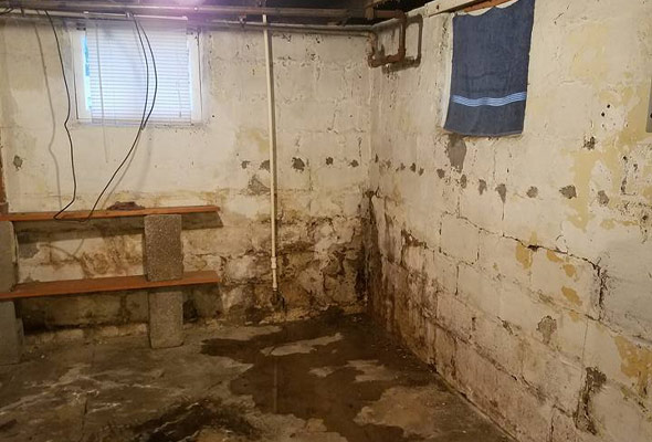 Consider These Facts About Mold