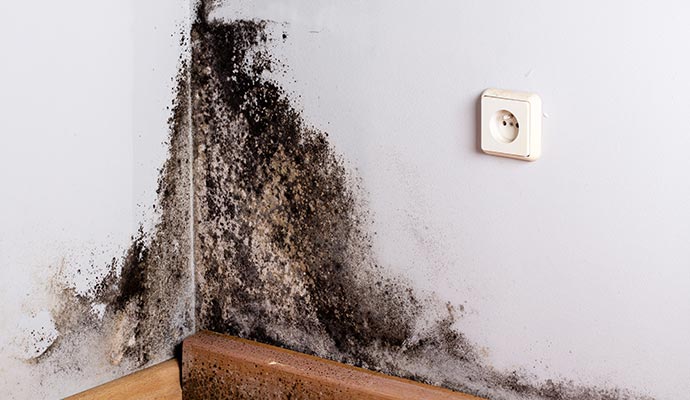 Mold damage