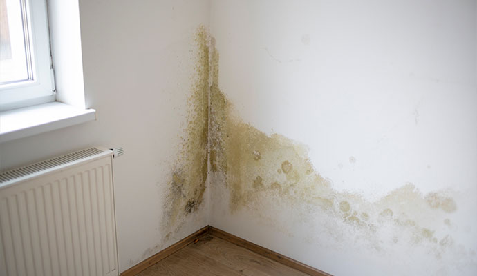 Mold growth on wall corner