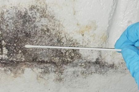 Professional mold testing indoors
