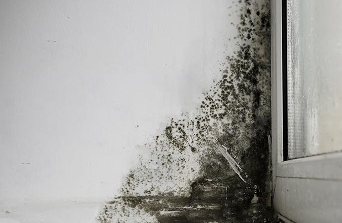 Mold growth on a home's wall