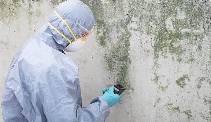professional mold testing
